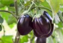 Protecting Brinjal from piracy at a time when MoEF&CC dilutes biodiversity laws