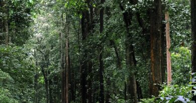 Modi government’s new environmental laws a threat to India’s biodiversity and forests